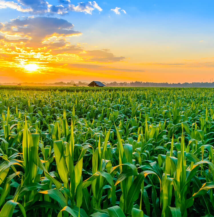 Lush Farmland in Purandhar